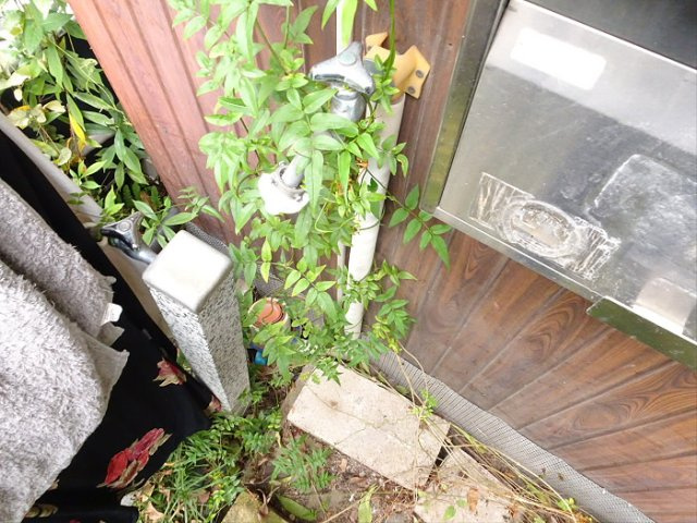 沢田ハウスの庭