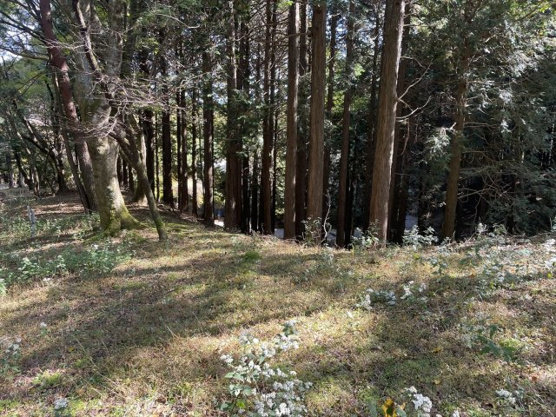 【外観】 | 東急天城高原別荘地　売地
