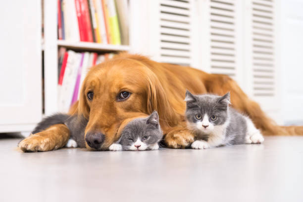 マリンハイツ北の設備|大型犬、猫、多頭飼育OK!
