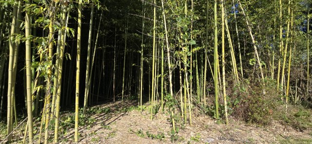 君津市鎌滝　中古戸建の庭|君津IC7km車で約11分！