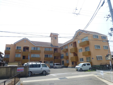 セザール柳の画像