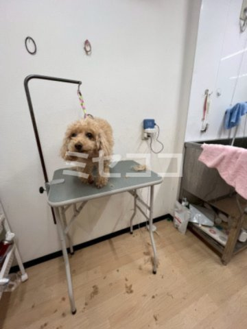 サニーハイツの内装|【サニーハイツ】内装も気になるポイント