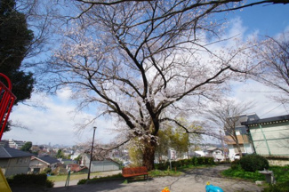 【周辺】 | たけのこ公園の桜の大木