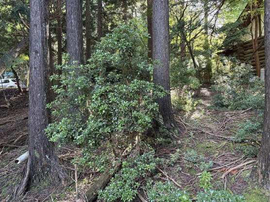 【外観】 | 東急天城高原別荘地　売地