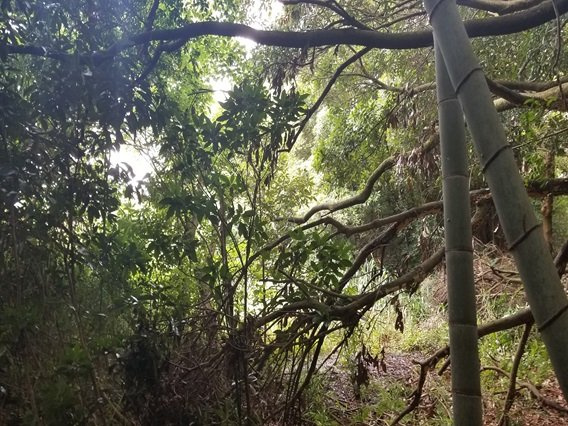 富津市佐貫　売地の前面道路含む現地写真|現状山林