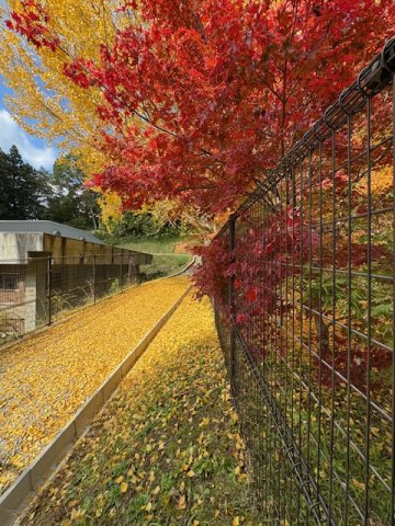 宇陀市菟田野岩崎　中古戸建のその他|廃校した小学校をリノベーションしたカエデや紅葉が有名な奈良カエデの郷ひららがすぐです♪カフェもありますよ♪
