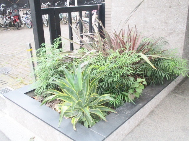 ネオ・プロミネンスのその他|植栽です☆