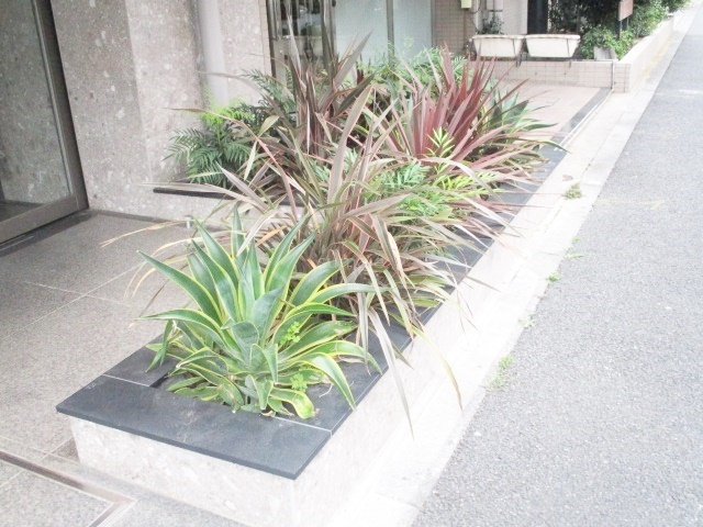 ネオ・プロミネンスのその他|植栽です☆