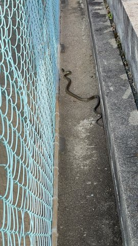 ベルクのその他