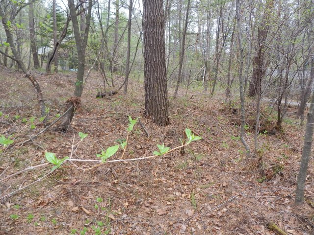 浅間ハイランドパーク 敷地約340坪の売土地の外観