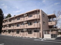 Y&M　シルキーの画像