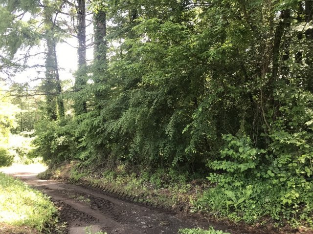 小諸市大字八満売地の前面道路含む現地写真