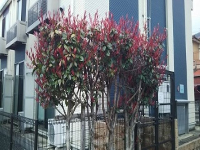 レオネクストブルーゼファーのその他