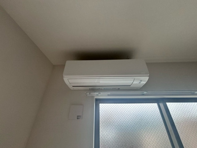 【その他】 | F asecia ascella