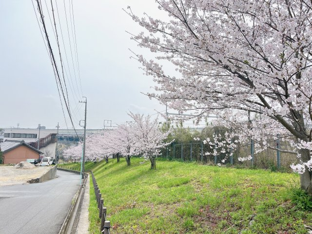 ウイング大根のその他