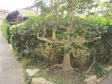 東区牛田本町１丁目の前面道路含む現地写真