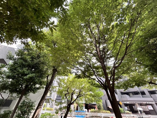 エバーグリーンパレス新宿の周辺|マンションの隣に小さな公園があるので、都会にいながら自然を感じることができます。