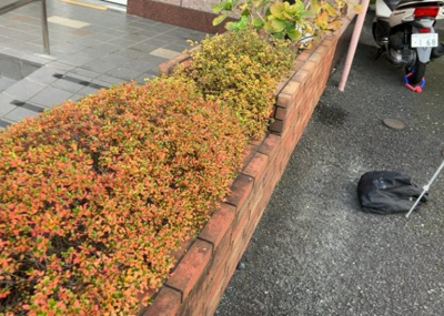 【庭】 | ダイアパレス京王堀之内壱番館 | 中庭（パティオ）とは、一つの建築物の内部に設けられた、壁などで囲われている庭のことを指します。コの字型、ロの字型が主流ですが、L字型の中庭もあります。最近では、インテリア性の高さからも人気があります。