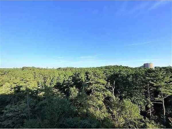 ロイヤルパレス台原森林公園梢の森の展望