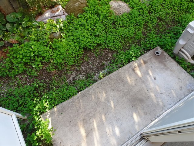 センチュリー浜田山の庭|簡単な家庭菜園も楽しめるお庭です