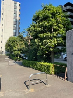 【周辺】 | 仙台坂アルカディア | 仙台坂アルカディア