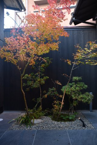 サウナ付き賃貸「サ民家」ととのう町家の庭|整い空間から見えるお庭。秋には紅葉が楽しめます。新緑も楽しみ。