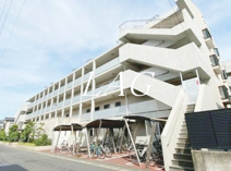 エバーグリーンの画像