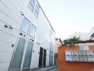 アプリコットの画像