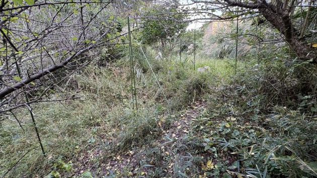 【庭】 | 伊東市荻　戸建