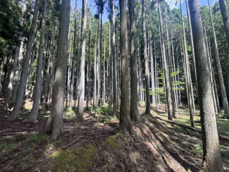  | 丹波篠山市小倉　山林
