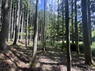  | 丹波篠山市小倉　山林