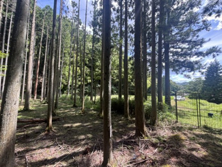  | 丹波篠山市小倉　山林