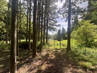  | 丹波篠山市小倉　山林