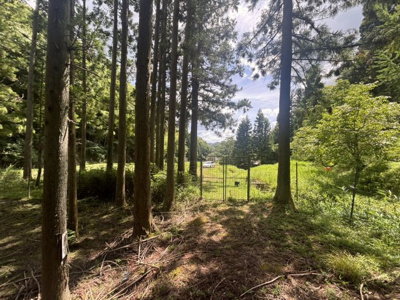  | 丹波篠山市小倉　山林