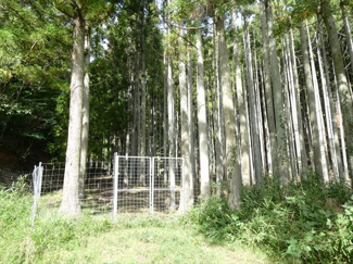 【周辺】 | 丹波篠山市小倉　山林