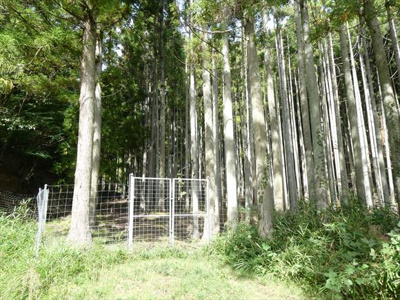 【周辺】 | 丹波篠山市小倉　山林