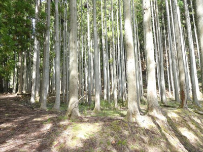 【周辺】 | 丹波篠山市小倉　山林