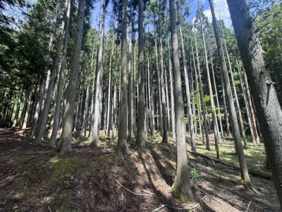 【周辺】 | 丹波篠山市小倉　山林