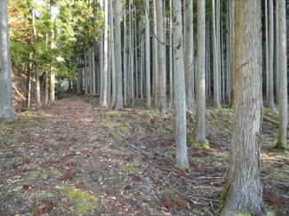 【周辺】 | 丹波篠山市小倉　山林