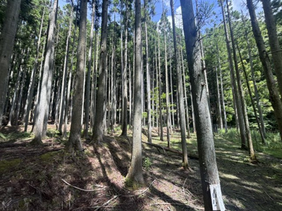 【周辺】 | 丹波篠山市小倉　山林