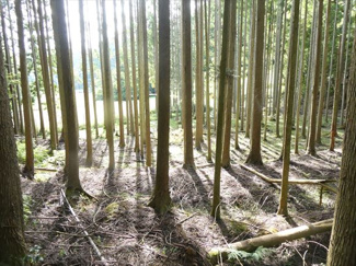【周辺】 | 丹波篠山市小倉　山林