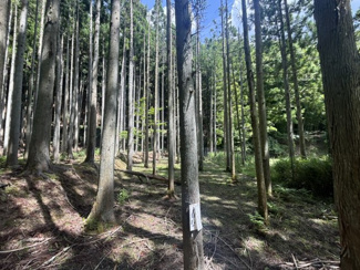 【周辺】 | 丹波篠山市小倉　山林