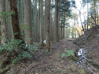 【周辺】 | 丹波篠山市小倉　山林