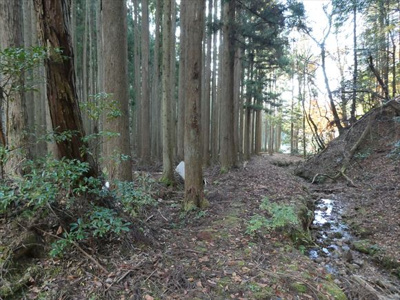 【周辺】 | 丹波篠山市小倉　山林