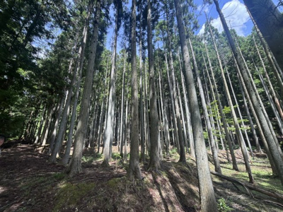 【周辺】 | 丹波篠山市小倉　山林