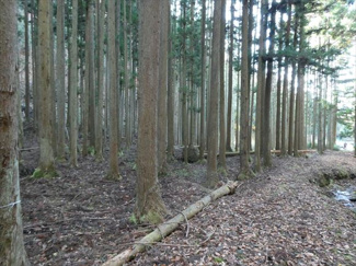【外観】 | 丹波篠山市小倉　山林