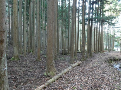 【外観】 | 丹波篠山市小倉　山林