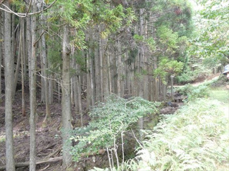 【周辺】 | 丹波篠山市小倉　山林