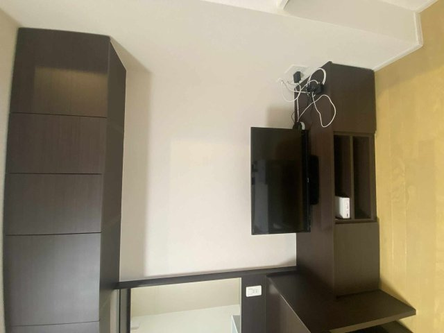 ミランダブルーアゼリアのその他