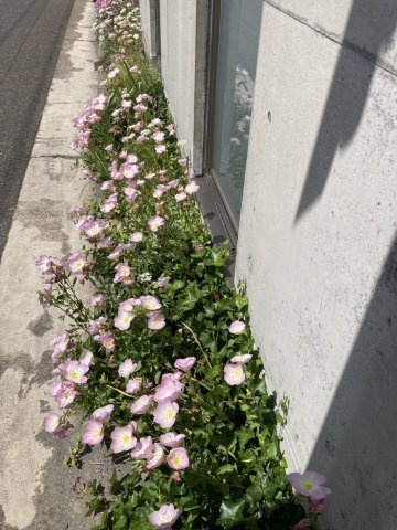 中央区神道寺南1丁目　店舗事務所の庭
